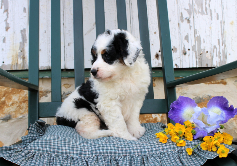 puppy, for, sale, Bernedoodle F2, Matthew B. Stoltzfus, dog, breeder, Gap, PA, dog-breeder, puppy-for-sale, forsale, nearby, find, puppyfind, locator, puppylocator, aca
